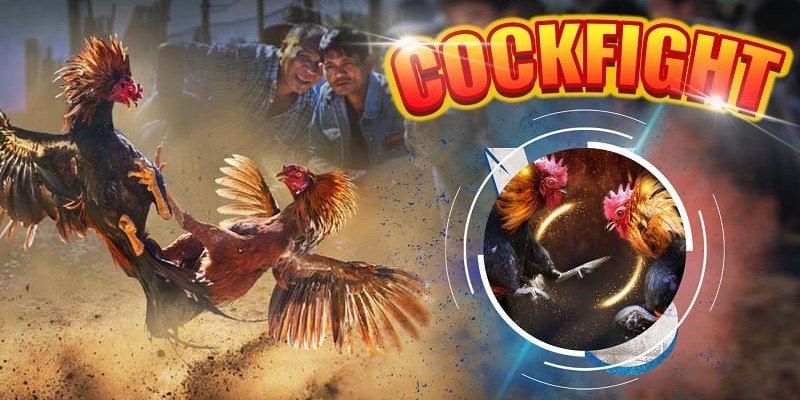 Nhiều hình thức đá gà thú vị